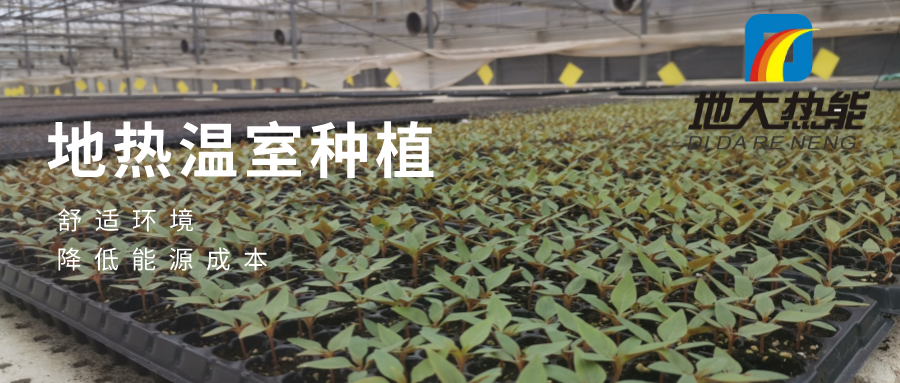 發(fā)揮地?zé)豳Y源優(yōu)勢,地?zé)徂r(nóng)業(yè)實現(xiàn)花卉產(chǎn)業(yè)特色發(fā)展 | 地大熱能 地?zé)岱?wù)全球 發(fā)揮地?zé)豳Y源優(yōu)勢,地?zé)徂r(nóng)業(yè)實現(xiàn)花卉產(chǎn)業(yè)特色發(fā)展 | 地大熱能 地?zé)岱?wù)全球